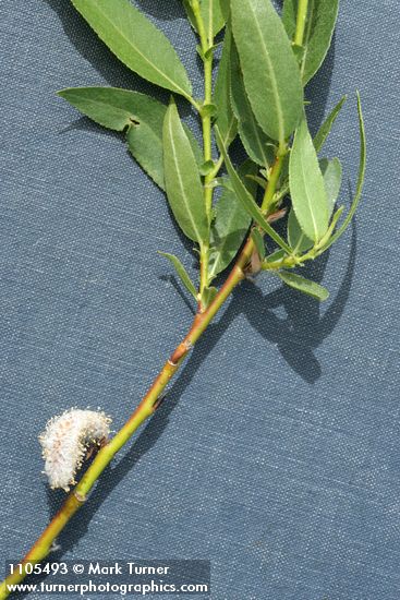 Salix monochroma