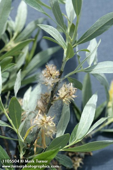Salix geyeriana