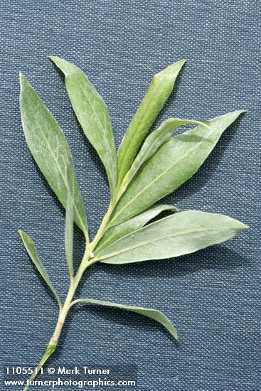 Salix geyeriana