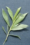 Geyer Willow foliage detail