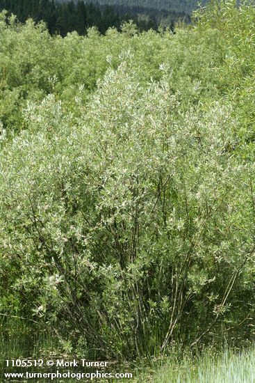 Salix geyeriana