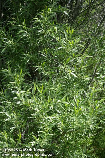 Salix lasiandra var. caudata