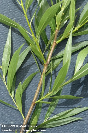Salix lasiandra var. caudata