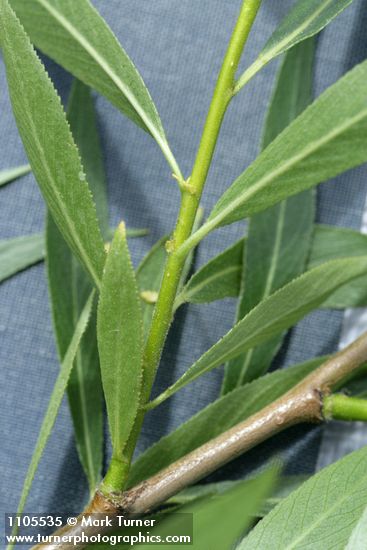 Salix lasiandra var. caudata