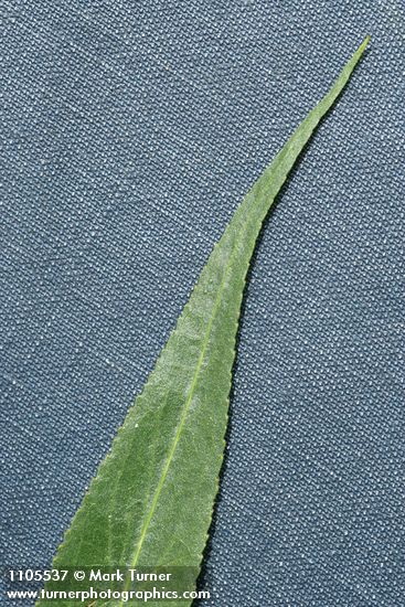 Salix lasiandra var. caudata