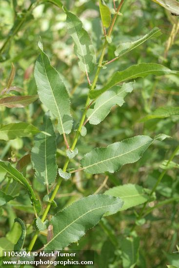 Salix monochroma