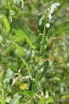Onecolor Willow foliage & stipules