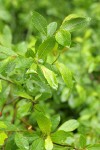 Diamondleaf Willow foliage
