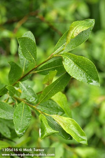 Salix planifolia