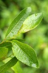 Diamondleaf Willow foliage detail