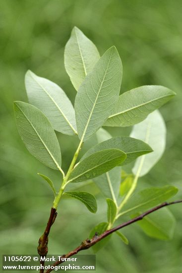 Salix planifolia