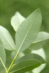 Diamondleaf Willow foliage underside detail