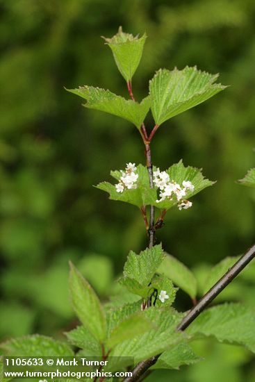 Viburnum edule