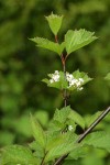 Highbush Cranberry blossoms & foliage