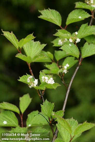 Viburnum edule