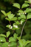 Highbush Cranberry blossoms & foliage