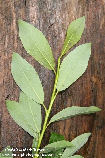 Salix planifolia