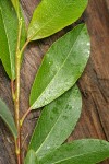 Diamondleaf Willow foliage detail