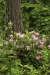 Pacific Rhododendron at base of Douglas-Fir