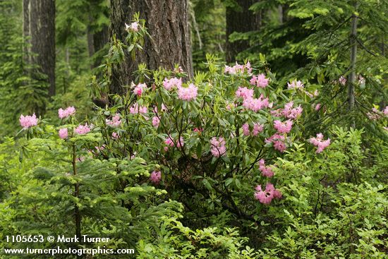 Rhododendron macrophyllum