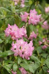 Pacific Rhododendron blossoms & foliage