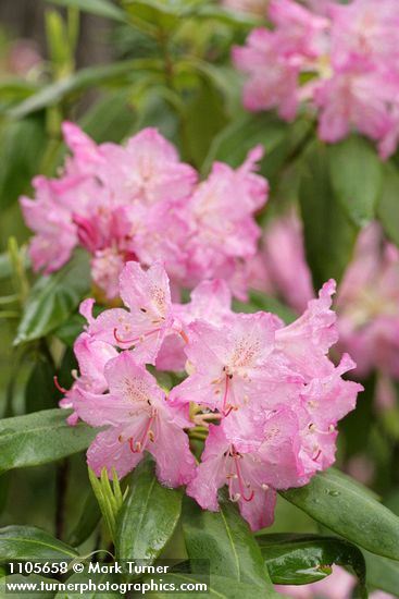Rhododendron macrophyllum
