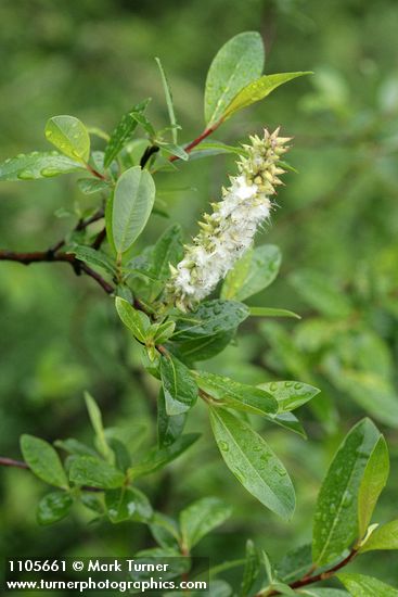 Salix planifolia