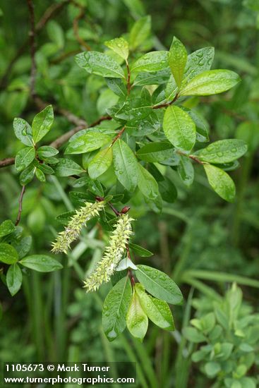 Salix planifolia