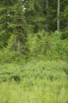 Western Bog Blueberries at edge of wet meadow w/ Pacific Silver Fir, Diamondleaf Willow, Western Redcedar bkgnd