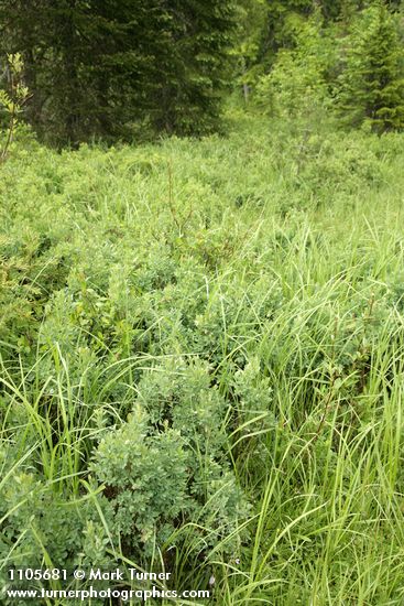 Vaccinium uliginosum