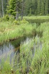 Sedges in wet meadow at edge of Anvil Lake