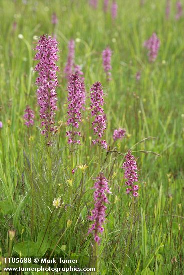Pedicularis groenlandica