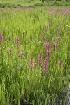 Elephant's Head Lousewort among sedges in wet meadow