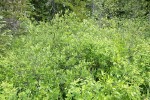 Bog Willow (smaller leaves) w/ Diamondleaf Willow