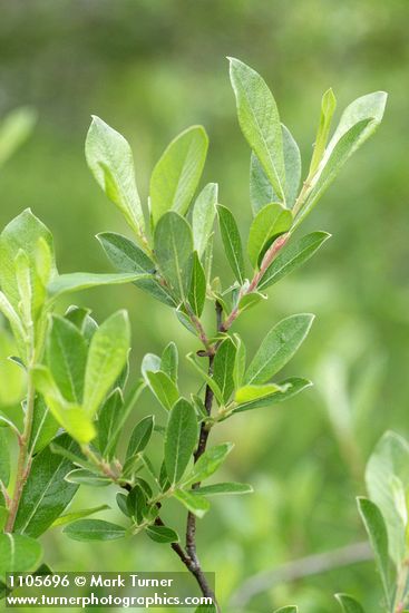Salix pedicellaris