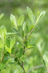 Bog Willow foliage