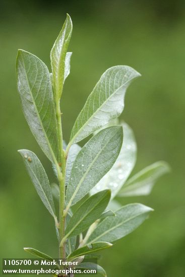 Salix pedicellaris