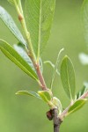 Bog Willow twig & branchlet detail