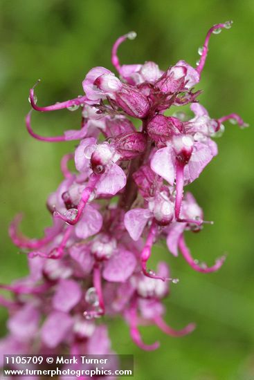 Pedicularis groenlandica