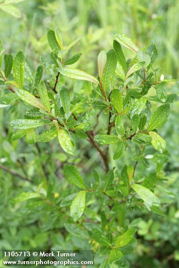 Salix pedicellaris