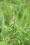 Bog Willow foliage w/ mature female aments