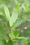 Bog Willow foliage detail