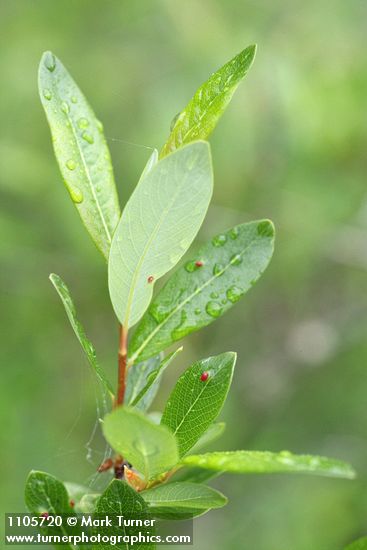Salix pedicellaris
