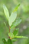 Bog Willow foliage detail
