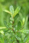 Bog Willow foliage detail