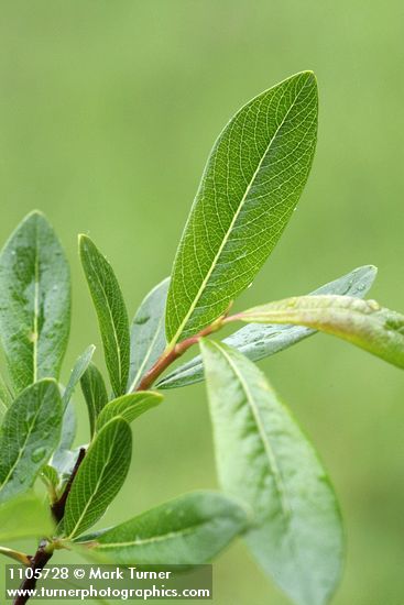Salix pedicellaris