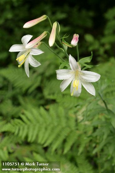 Lilium washingtonianum