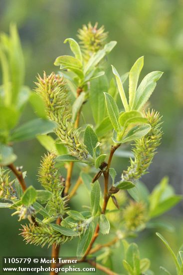 Salix boothii