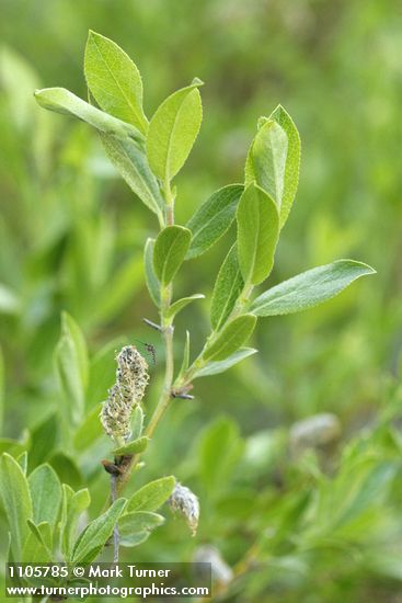 Salix boothii