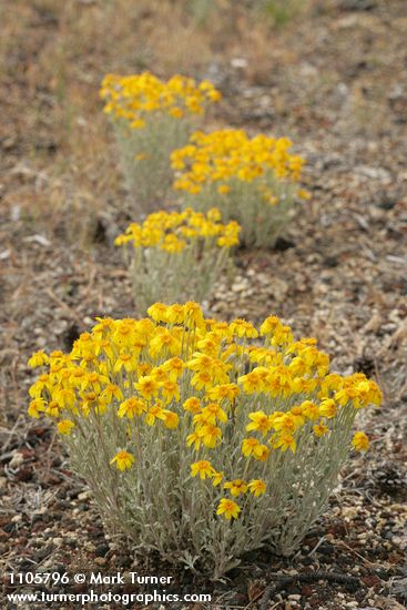 Eriophyllum lanatum var. integrifolium